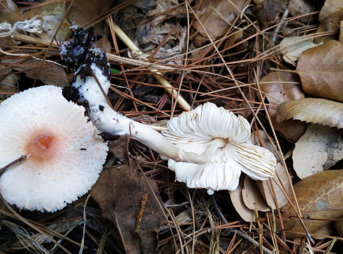 Leucoagaricus croceus